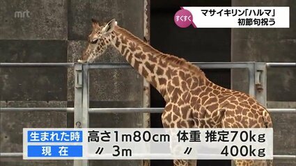 宮崎市フェニックス自然動物園でマサイキリンの初節句祝い | MRT