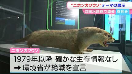 四国水族館で幻の動物となった二ホンカワウソをテーマにした特別展示