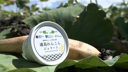 れんこんページ 新感覚デザート完成！倉敷の特産「連島れんこん」を使ったジェラートを