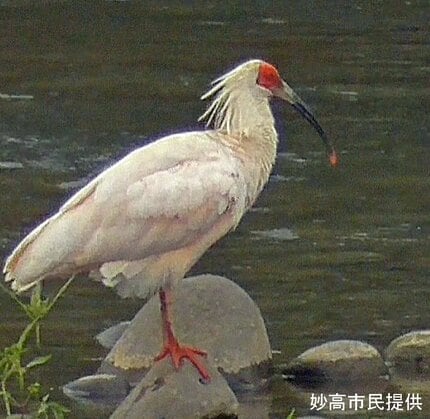 野生下生まれの“絶滅危惧種・トキ”を佐渡以外で確認 本州での確認は33