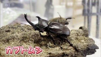 夏休み到来! 人気のカブトムシにクワガタ事情 捕まえたかたのコツと