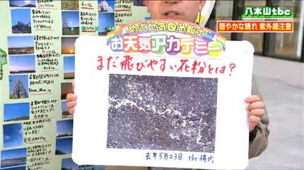 6月まで飛ぶ花粉」とは？アレルギーの恐れは少ないものの汚れが目立つ