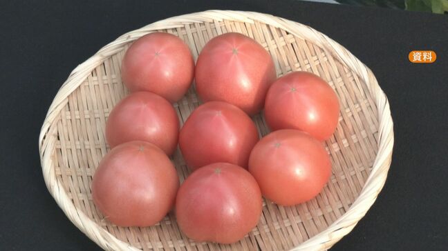 農家も「特売にならないと買うか悩むと思う…」トマトの価格は平年の3割増しに  猛暑で品薄状態が続く 愛知・田原市|TBS NEWS DIG