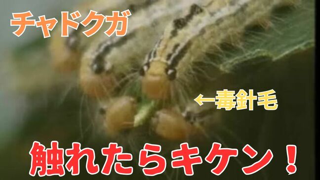 「毒針毛」で発疹・かゆみが...結構毛だらけ「チャドクガの幼虫」死骸・卵も触れたらキケン！対策は？|TBS NEWS DIG