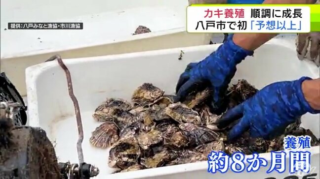 「育ちに関しては予想以上」青森県八戸市で初めて実施の『カキの養殖試験』 養殖開始から約8か月 順調に成長していることを確認 早ければ冬頃にほとんどが出荷サイズに達する見込み|TBS NEWS DIG