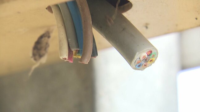 「俺のところはやられとる、お前のところはどうか」そして気づいた　桃のビニールハウスで銅線窃盗　被害相次ぐ|TBS NEWS DIG