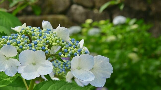 中国、近畿、東海地方で「梅雨入り」　関東甲信地方は"目前”か|TBS NEWS DIG