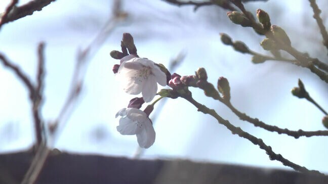 福岡で桜が開花 3年連続で平年より遅く 4月の上旬頃まで楽しめそう|TBS NEWS DIG