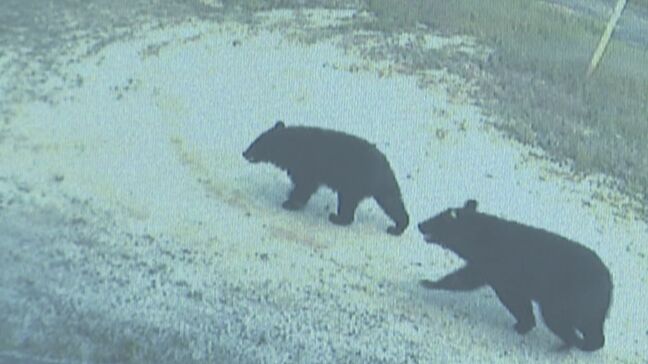 ツキノワグマ生息分布域拡大　個体数は減少　山口・広島・島根３県調査|TBS NEWS DIG