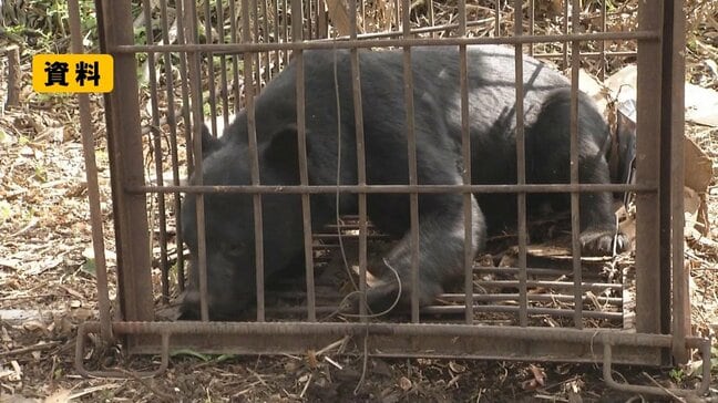 飯豊町でクマ1頭目撃　体長約1.5メートル　近くには子グマの足跡も（山形）|TBS NEWS DIG