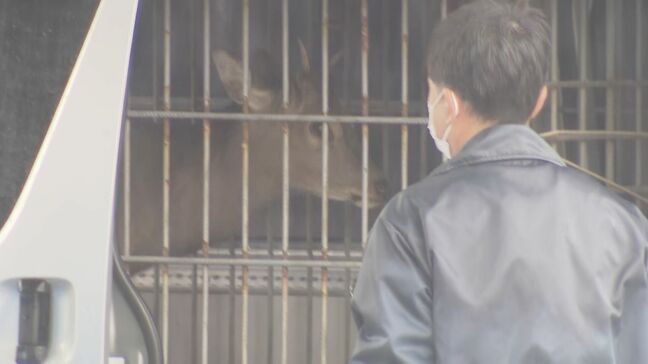 【速報】大阪府警の施設に入り込んだシカ捕獲　大阪市内で目撃相次ぐシカか　奈良公園から来た可能性あるも戻すのは無理　大阪府内の施設で受け入れ調整中|TBS NEWS DIG