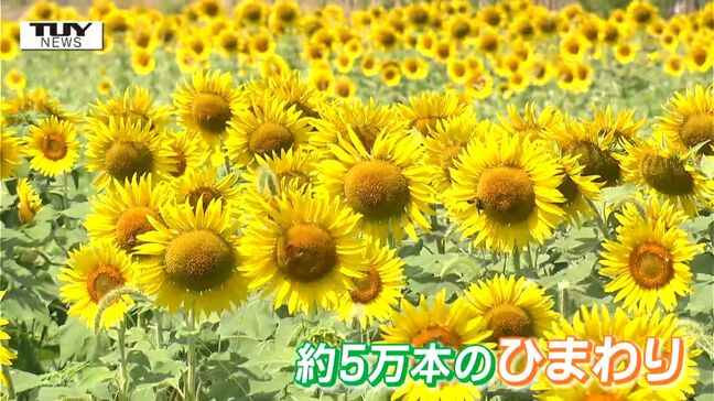 「まだ泊まりたい」東京からの子どもたちも大興奮！ 5万本の "ひまわり迷路" が開園！（山形・天童市）|TBS NEWS DIG