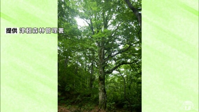 2024年に枯れてしまった白神山地のブナの巨木「マザーツリー」に代わる『新たなシンボルツリー』が決定　名称を募集中|TBS NEWS DIG