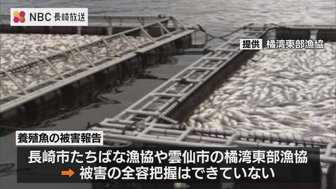 「赤潮」ブリ・シマアジ大量死　報告相次ぎ被害全容把握できず　長崎　|　長崎のニュース | 天気 | NBC長崎放送