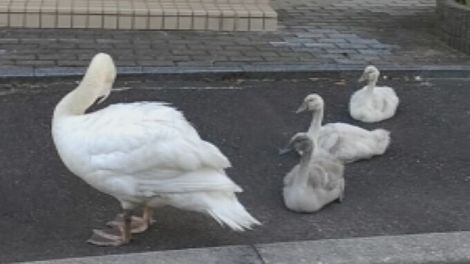 「水辺にいるイメージだった」住宅街に5羽のコブハクチョウ家族登場　愛らしい姿も増加傾向に専門家は警鐘　|　BSSニュース | BSS山陰放送