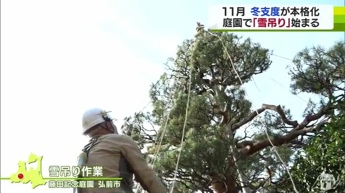 高さ約10メートルのアカマツの雪吊り作業　着々と進む冬支度|TBS NEWS DIG