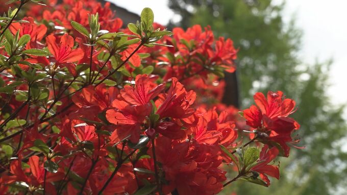 地震にめげず庭園を開放 のとキリシマツツジが見ごろに|TBS NEWS DIG