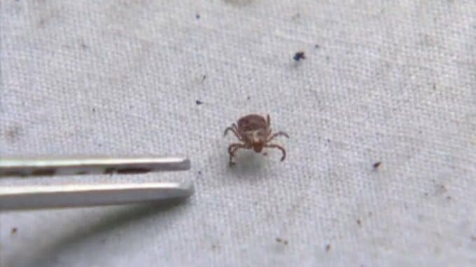 西日本中心にマダニに注意　東京などでも患者報告、住宅街の茂みにも…マダニが媒介する感染症“SFTS”とは【北海道、東北、関東、北陸、東海、近畿、中国、四国、九州、沖縄】|TBS NEWS DIG