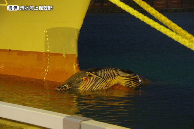 大型貨物船の船首に引っかかったのはクジラ！　航行中に外れて死骸が海を漂流…静岡・清水港|TBS NEWS DIG