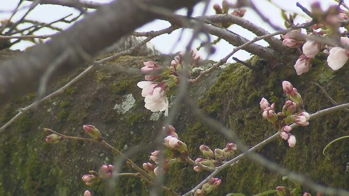 【速報】京都で桜の開花　近畿で一番乗り！ 去年より4日早く 平年より3日早い開花 京都地方気象台が発表　|　MBSニュース | 関西の最新ニュースを分かりやすく。