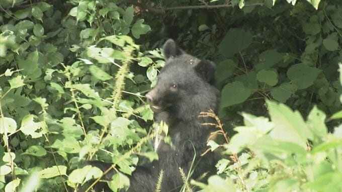 「そんなの撃てるはずがない」住宅での猟銃が可能に 命を守るために動く自治体と捕獲者の今|TBS NEWS DIG