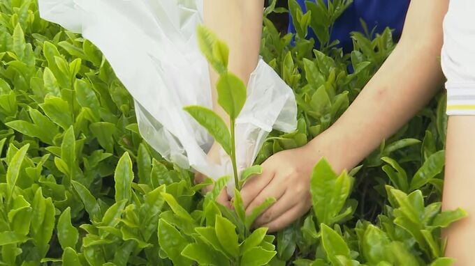 石川県内唯一の茶の産地で新茶の摘み取り 地元の小学生も参加し初夏の訪れ感じる 石川・加賀市|TBS NEWS DIG