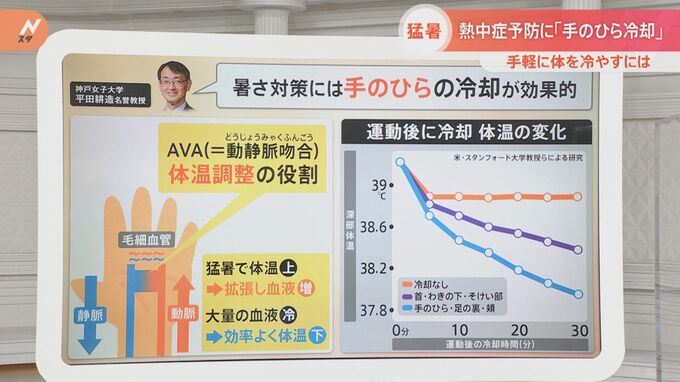 “AVA”を冷やして！暑さには“手のひら冷却”が効果的　今年はプールでも熱中症に注意？専門家に聞く|TBS NEWS DIG