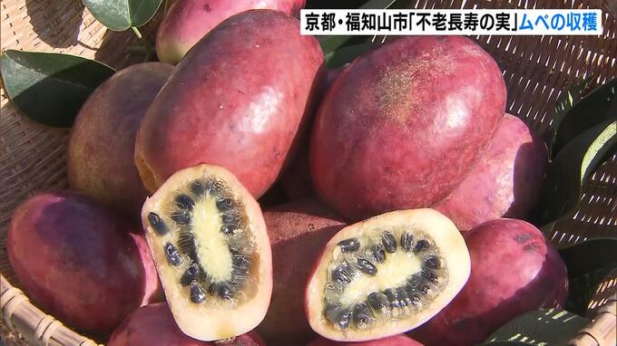 「不老長寿の実」ムベの収穫が最盛期　ゼリー状でほんのり甘い素朴な味わいが特徴　京都・福知山市|TBS NEWS DIG
