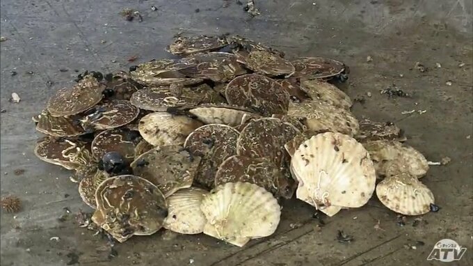 海水温が高く“ホタテ大量死”懸念の陸奥湾で「養殖ホタテの生育調査」はじまる　稚貝「へい死率」は約3割にとどまる　|　青森のニュース│ATV NEWS│青森テレビ