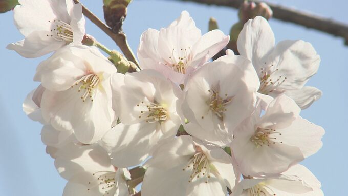史上２番目に早い桜の開花　記録的に暖かい３月　広島|TBS NEWS DIG