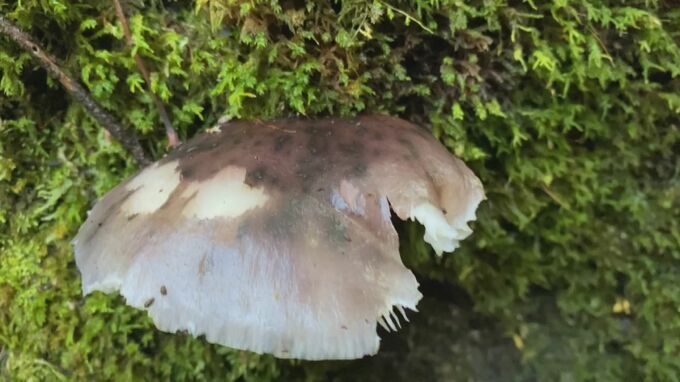 間違って食べてしまう毒キノコ「ツキヨタケ」で食中毒発生　山林で採取しお吸い物にして食べた２人に「おう吐」の症状　　|　BSSニュース | BSS山陰放送