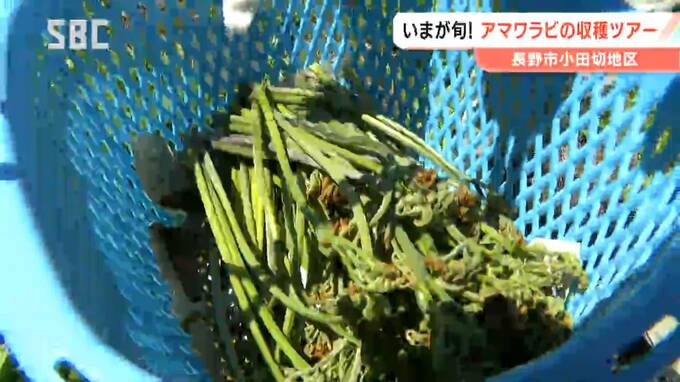「おひたしが一番」「煮物と一緒に…」旬を迎えた山菜「アマワラビ」長野市小田切地区で収穫ツアー　地元のNPOが耕作放棄地を活用　長野　|　SBC NEWS | 長野のニュース | SBC信越放送