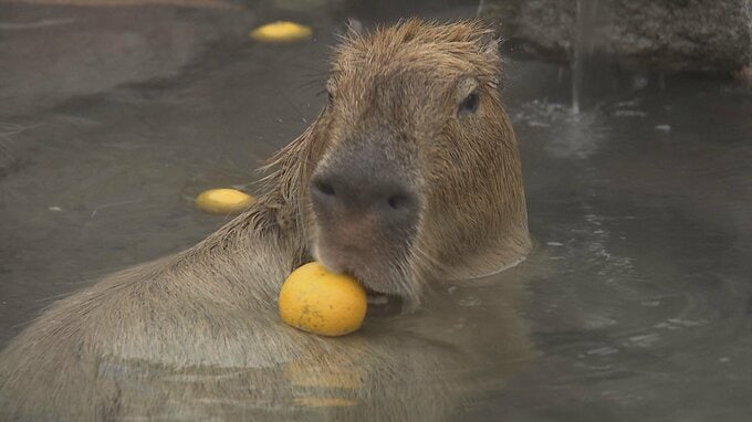 名物のカピバラ温泉がかぼす湯に 別府ラクテンチで冬至イベント・大分　|　大分のニュース｜OBS NEWS｜大分放送