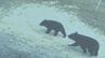 ツキノワグマ生息分布域拡大　個体数は減少　山口・広島・島根３県調査　|　山口のニュース・天気・防災｜tys NEWS｜ｔｙｓテレビ山口