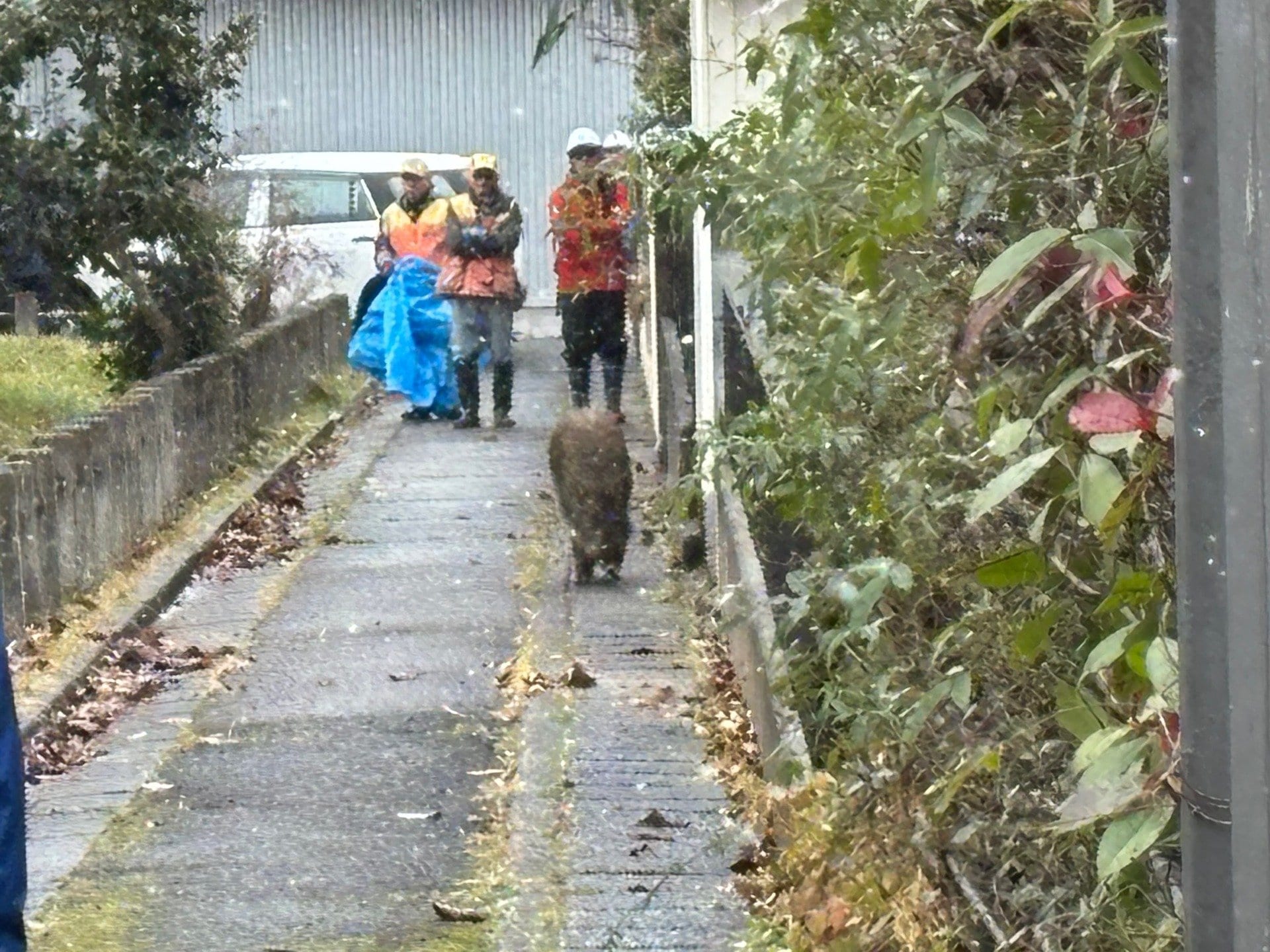 動画】大みそかの住宅街に居座ったイノシシ 麻酔を使って捕獲され駆除