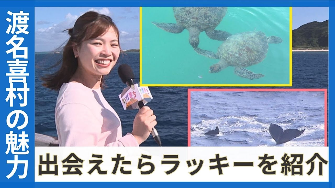 凄い確率で出会える「ウミガメにクジラ」夜は空一面に輝く「星空