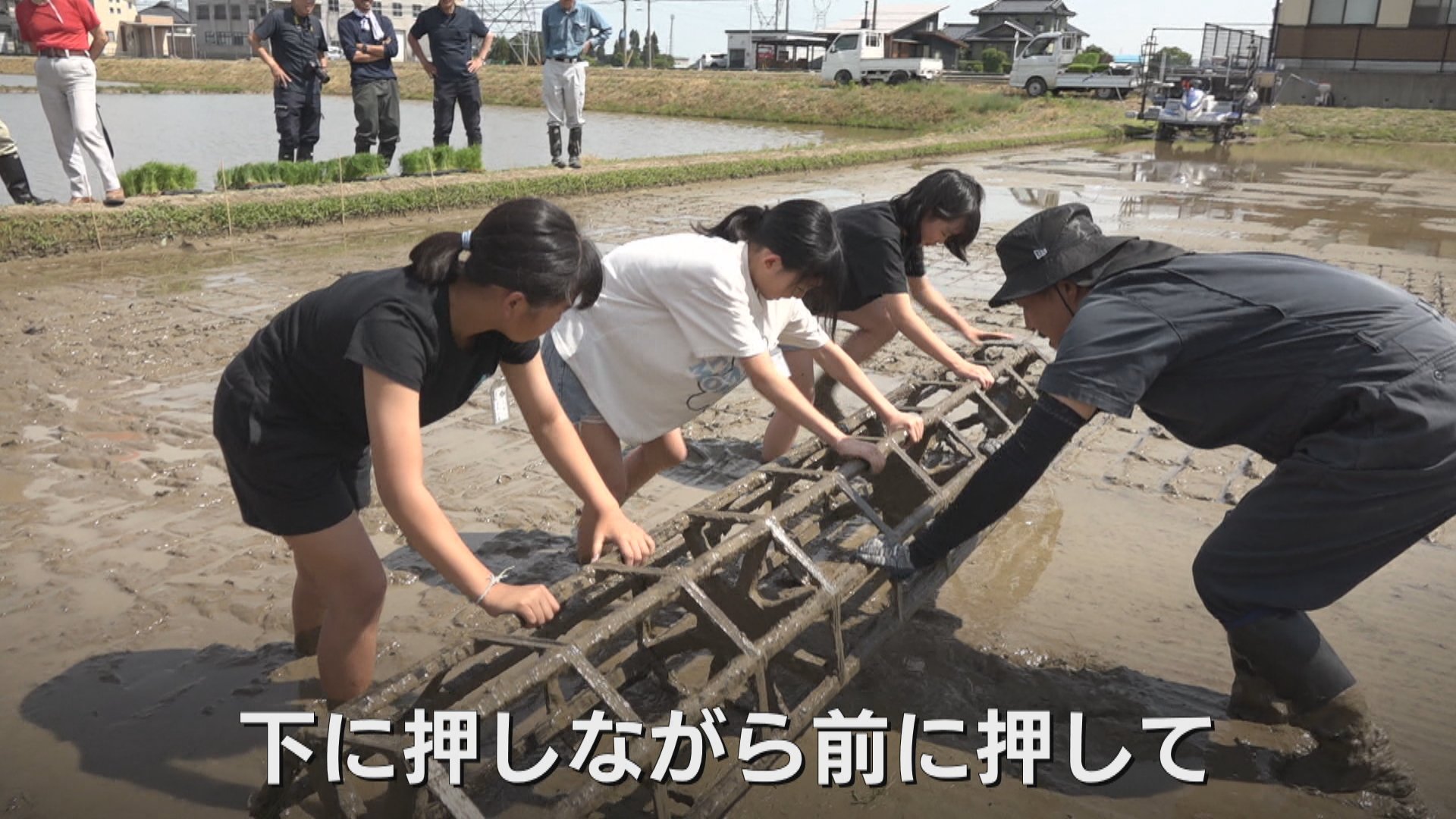 伝統的な田植え体験 小学5年生が昔ながらの道具「ころがし」で泥だらけ