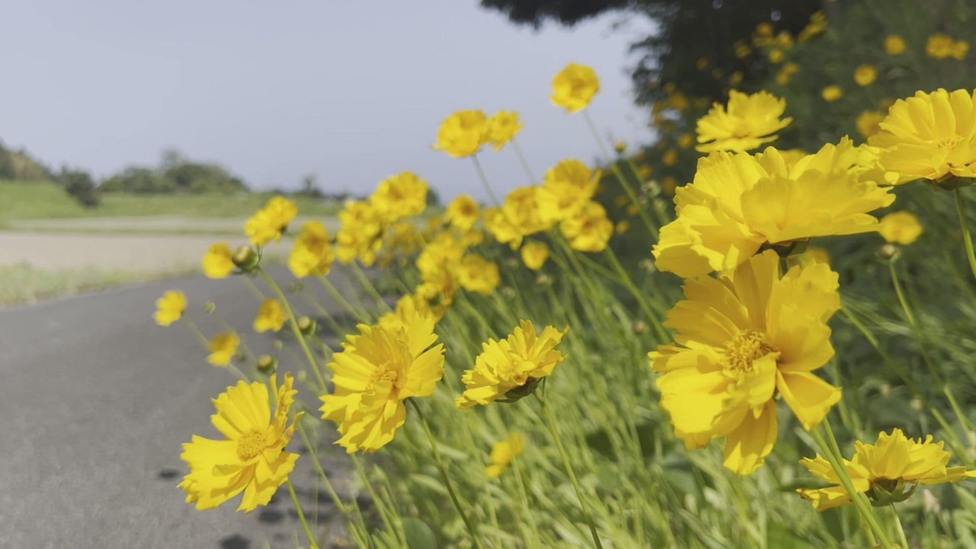 黄色くてコスモスに似た可憐な花「オオキンケイギク」実は厄介者の特定