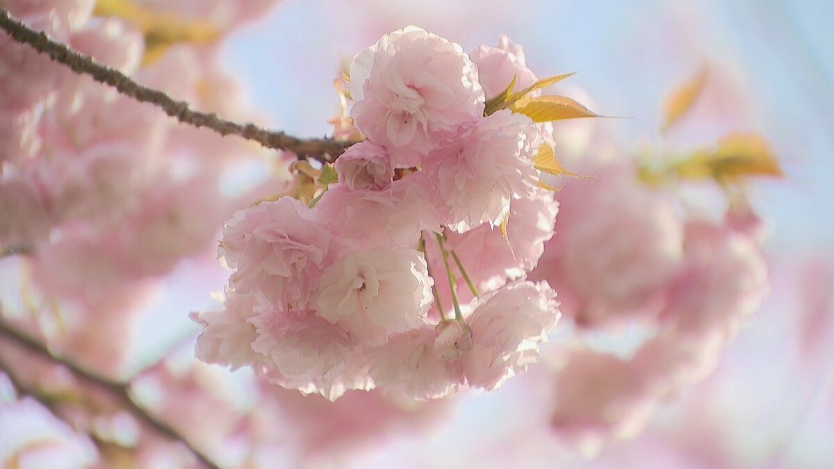 ライトアップされた春の桜を楽しむ方法