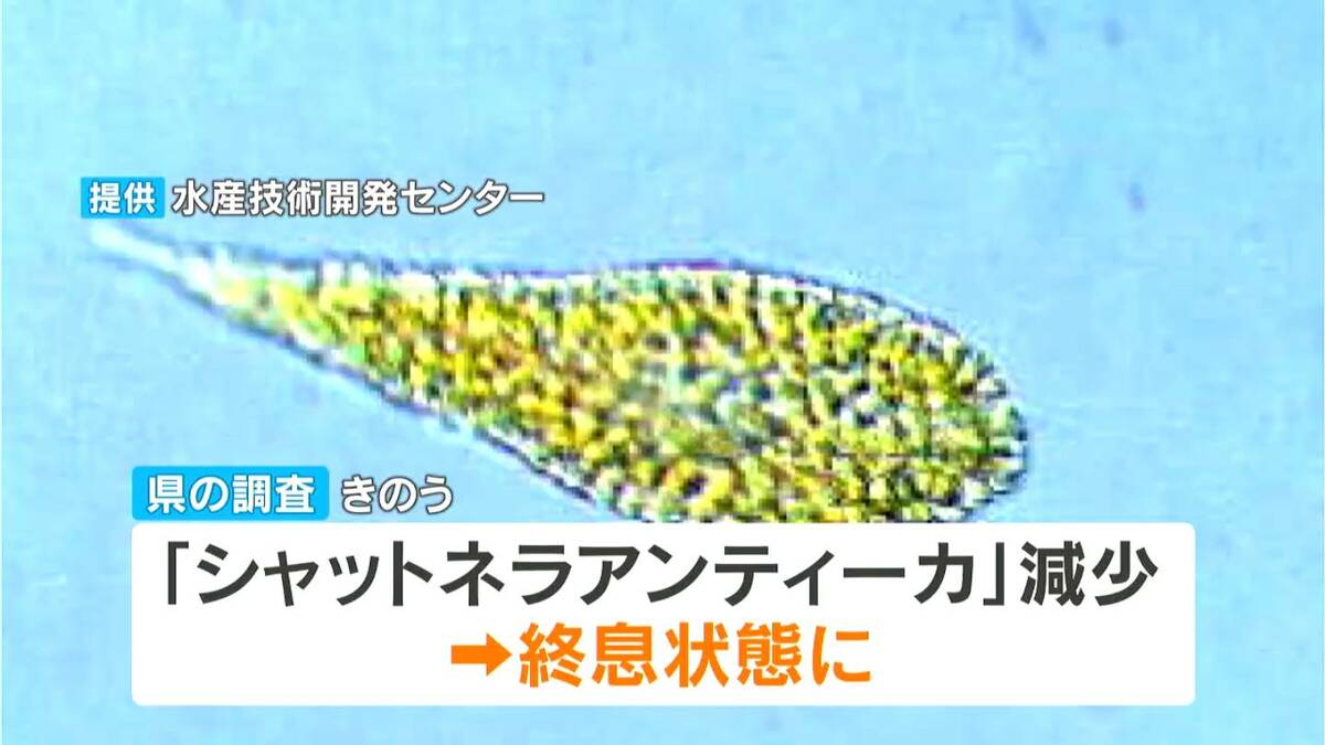 有害プランクトン減少　赤潮は「終息状態」に　八代海警報を解除　鹿児島県