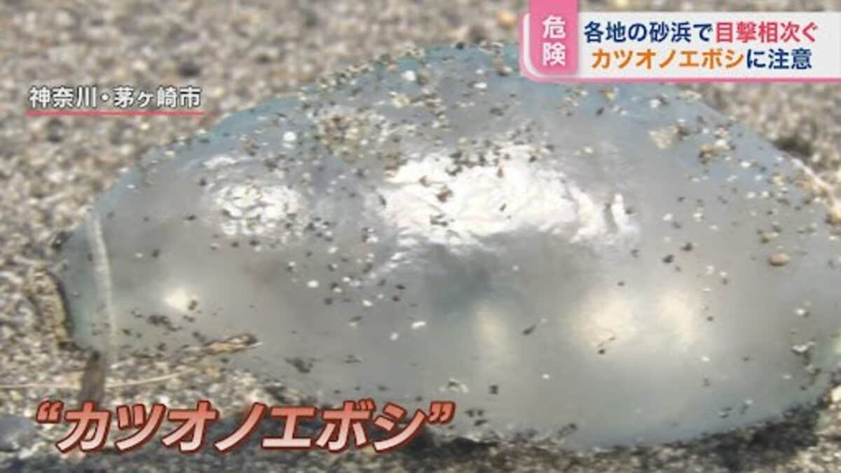 絶対に触っちゃダメ 死んでいても毒は残る 猛毒クラゲ 海水浴場に多数漂着 ひるおび Tbs News Dig