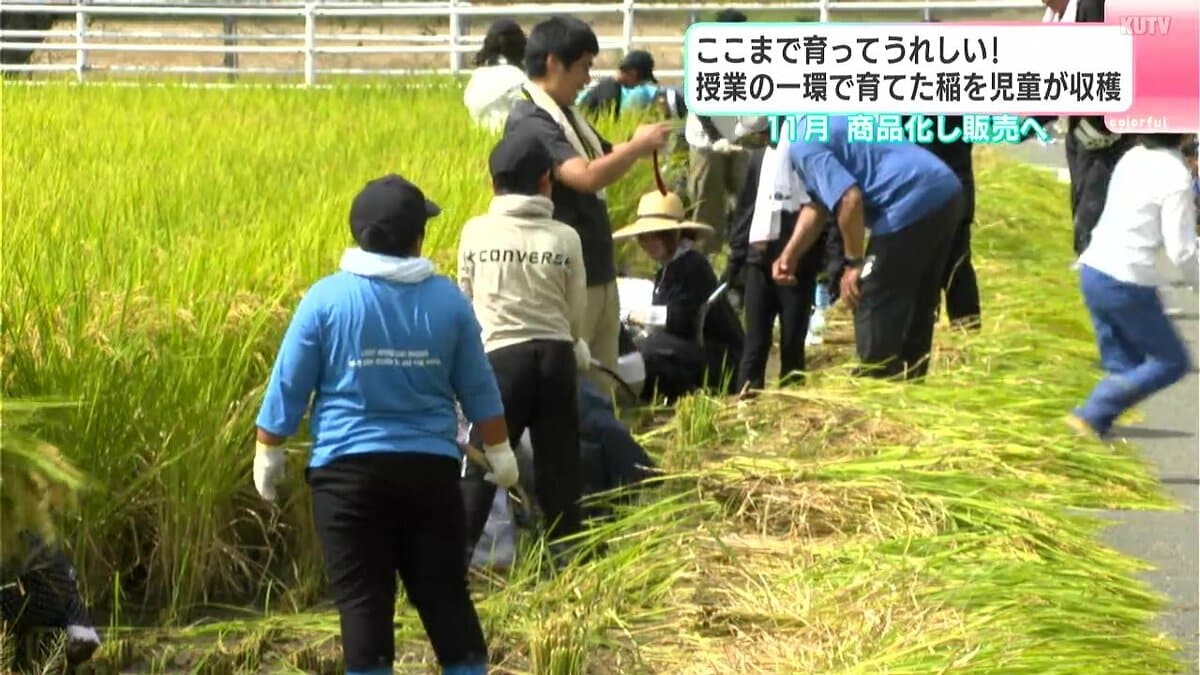 「“ありがとう”という感じで食べたい」「ここまで育ってうれしい」授業の一環で育てた稲を児童が収穫