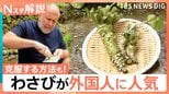 「生わさび」「本わさび」何が違う?“つんとくる”辛味の秘密、ポテチ挟む克服法も【Nスタ解説】|TBS NEWS DIG