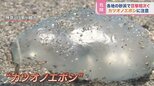 絶対に触っちゃダメ!「死んでいても毒は残る」“猛毒クラゲ”海水浴場に多数漂着【ひるおび】|TBS NEWS DIG