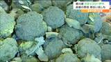 「花蕾」がぎゅっと締まっていて太くてやわらかい茎が特徴の「香川産ブロッコリー」香川県坂出市長や生産者が仙台市内でPR | 宮城のニュース│tbc NEWS│tbc東北放送