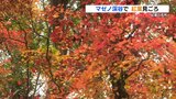 紅葉の名所「マゼノ渓谷」で見ごろ迎える 12月1日まで一般開放 熊本・南小国町 | 熊本のニュース|RKK NEWS|RKK熊本放送