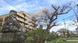 らかん公園の栗割り桜 満開から散りはじめに 盛岡市|TBS NEWS DIG