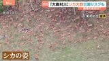 山肌を覆い尽くす大量のシカ…都市部にも!9月以降はさらに活動広がる?シカの食害被害で土砂崩れ警戒も|TBS NEWS DIG