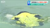 「どこで使われている?」“水中”ドローンスクールが開校 新潟・村上市|TBS NEWS DIG