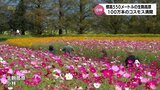 約100万本が満開 生駒高原のコスモス 来週まで楽しめる | MRTニュース | MRT宮崎放送